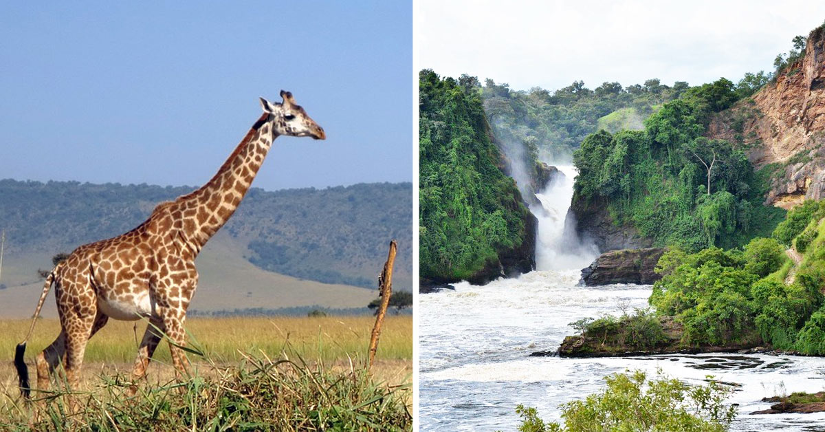 Safaris, 5 destinations inoubliables en Afrique