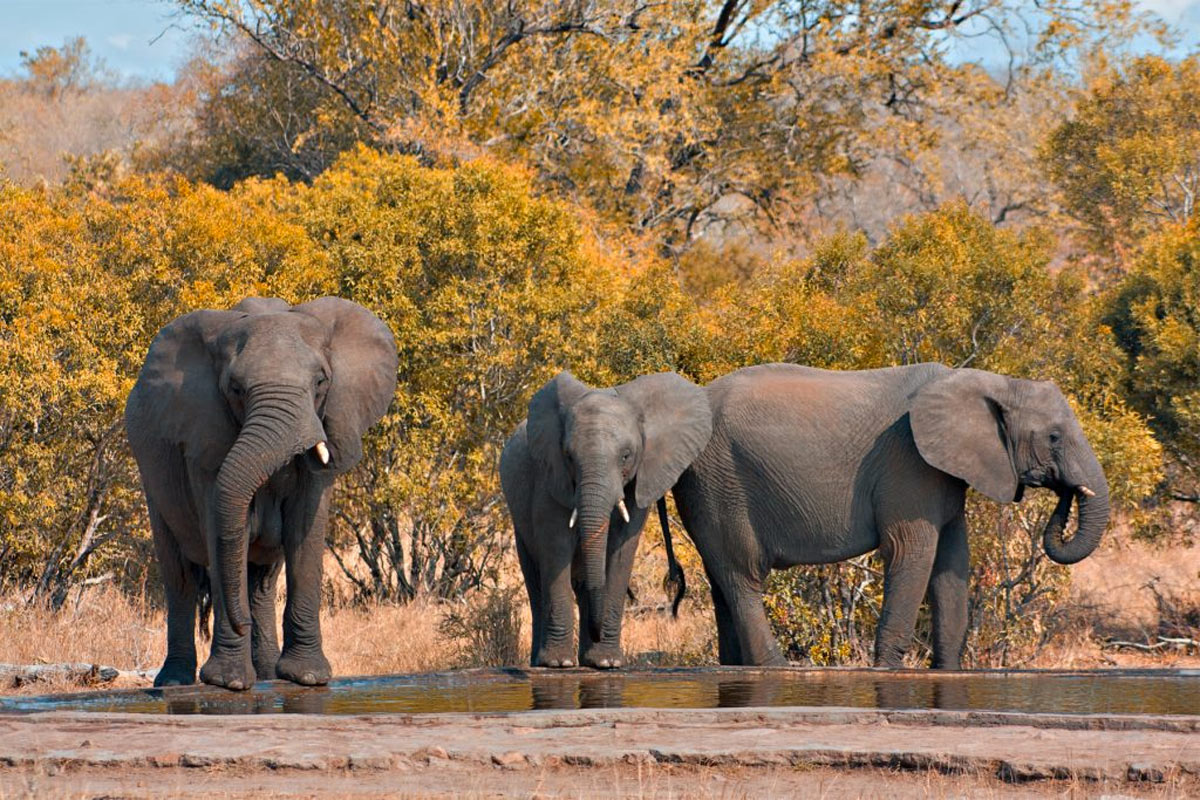 Safaris, 5 destinations pour un voyage inoubliable en Afrique